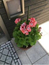 お店のお花