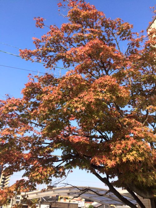 12月になりました